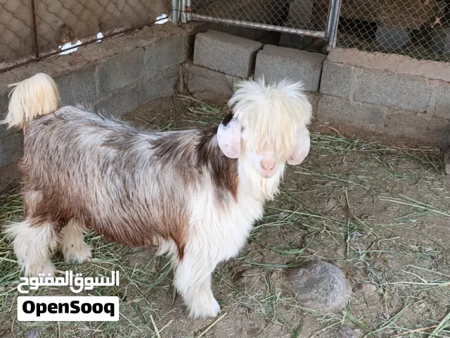 جدي من حلال الرحوب معرف الى يريد فحل يربي فحل للغنم
