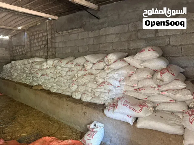 تمر نفيعه نظيف