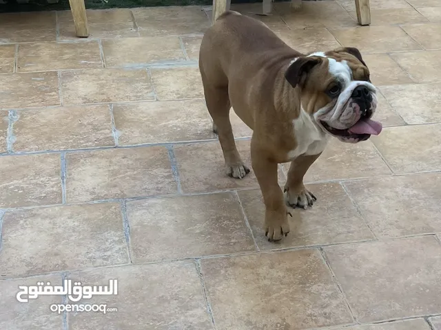 English Bulldog