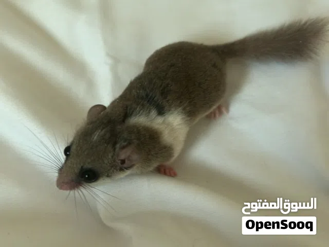 Micro Squirrel سنجاب