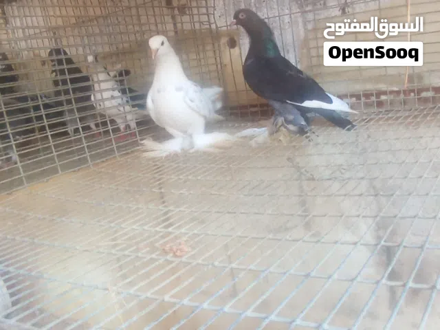 حمام هزاز و مكاوي و عربي و طرف هجين على قولد و طرف هجين على نورس لي يبي فيديو عندي كلمني وتس سعر سوم