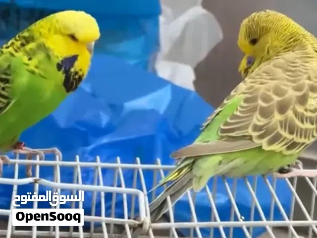 ياسمين مكس تغريد وباجي