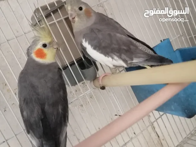 زوج كوكتيل حبشي مزاويج مع الخانة وملحقاتها
