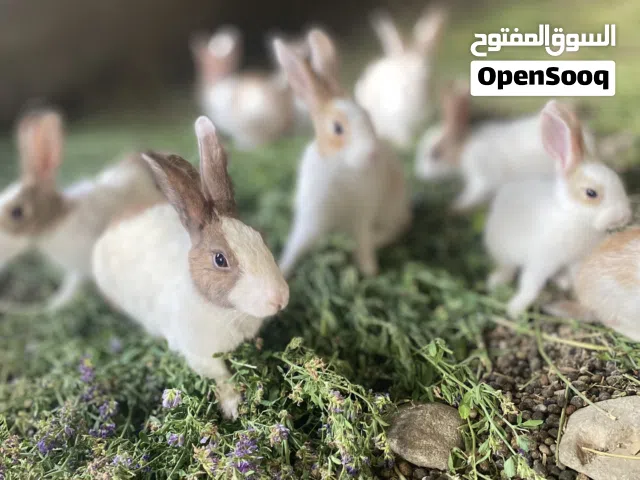 أرنب عمانيات