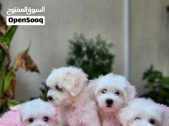 50 Days, Maltese pure home born puppies