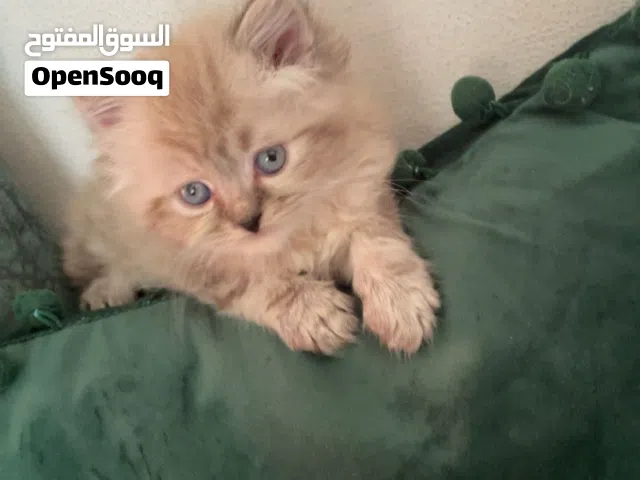 هملايا بيرشن مكس هملايا تشوكليت