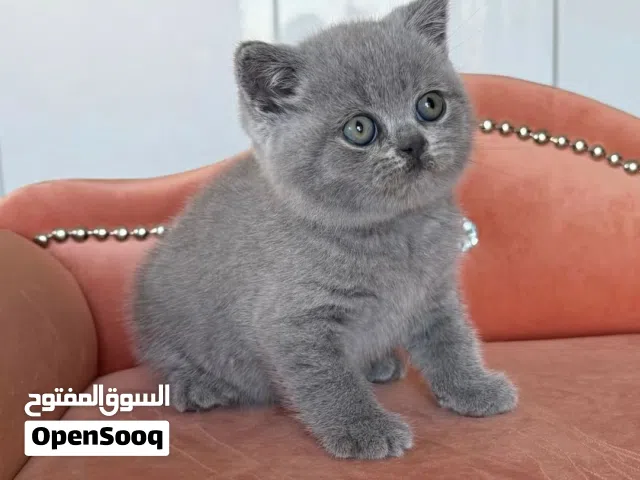 British shorthair kittens males and females available for rehoming this cute kittens are playful wit