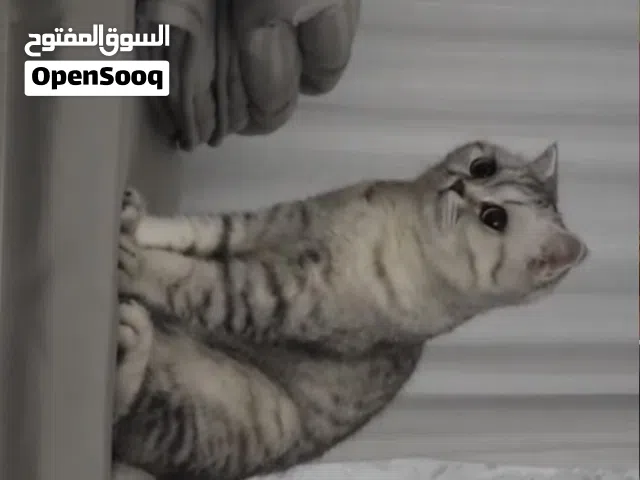 سكوتش فولد انثى 500 درهم بيور نقيه