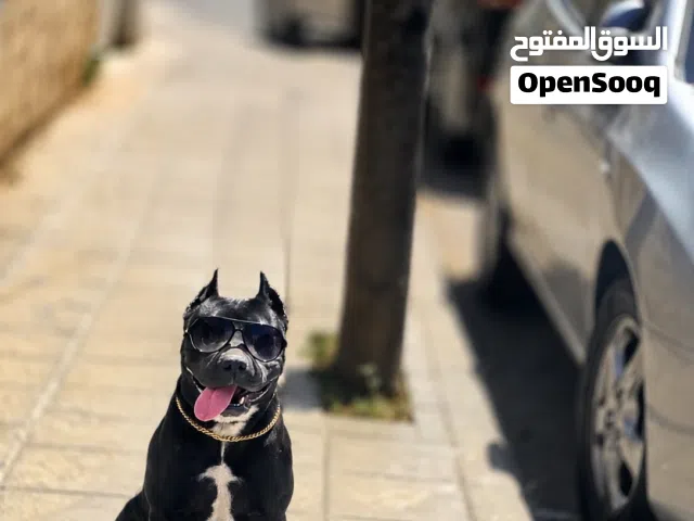 انثه بيتبول