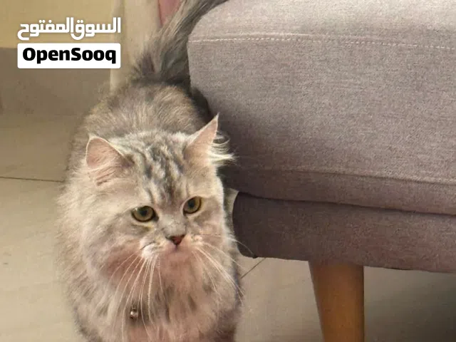قط شيرازي لتبني برسوم بصيطة