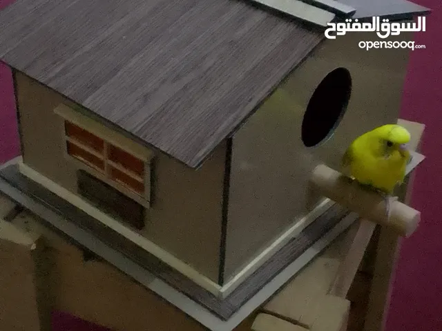حضانة ترويض برتقيلو