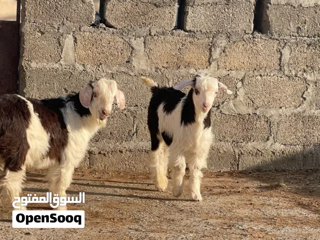 جدايه جدايه وصخلان سعر ف الوصف