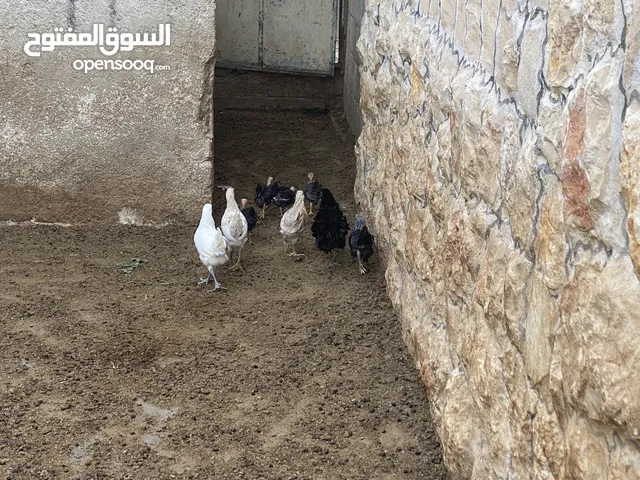 8 فرخات وديك