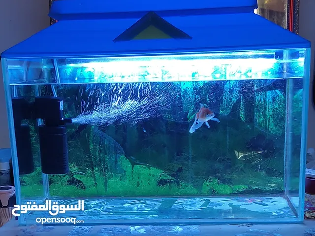 one fish aquarium with one gold fish