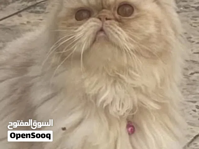 للتبني أنثى بيرشن عمر 3 سنوات