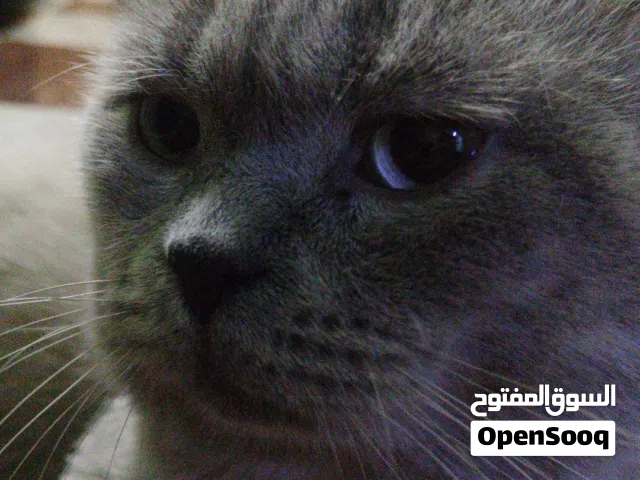 زوجين سكواتش فولد نقى السلالة مع تطعيمات و مع كل ملتزمات الخاصة فيهم الوصف مهم السعر قابل للتفاوض