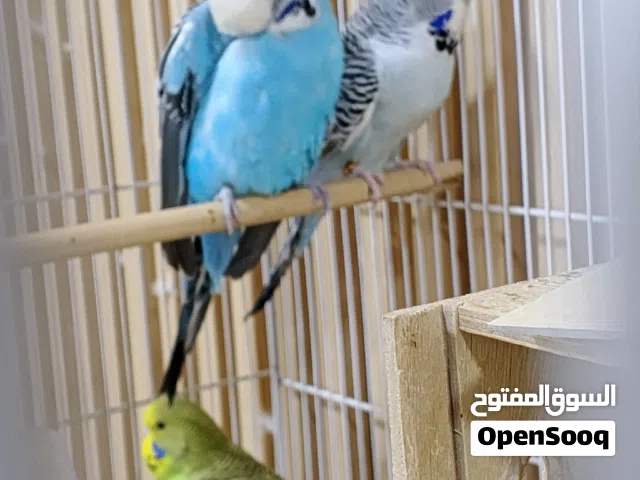 زوج انكليزي و 3 افراخ و 3 بيضات جاي يفقسن بسعر مناسب