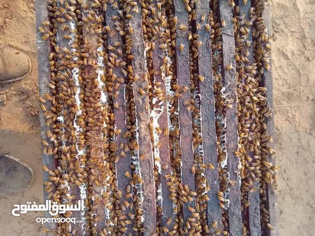 عسل الأعشاب الطبيه الجبلي