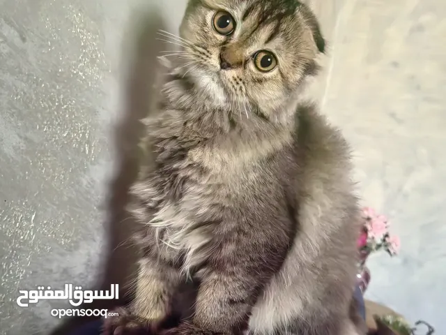 سكوتش فولد لونج هير للبيع ..........