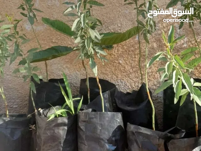 شتل بلدي بلدي لحق حالك بدايه موسم زراعه   عمر الشتله سنتين