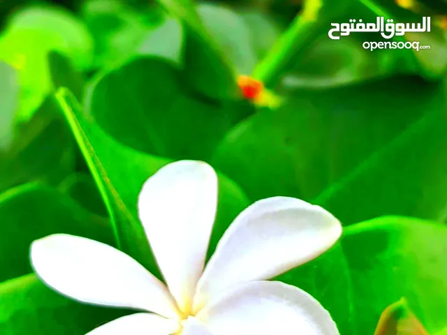 ورد الياسمين