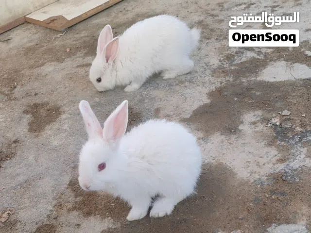 أرانب هولندي وفرنسي صغار