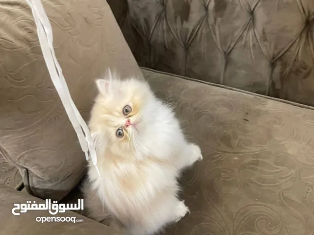 بسم لله للبيع ولد بيرشين كريم وايت