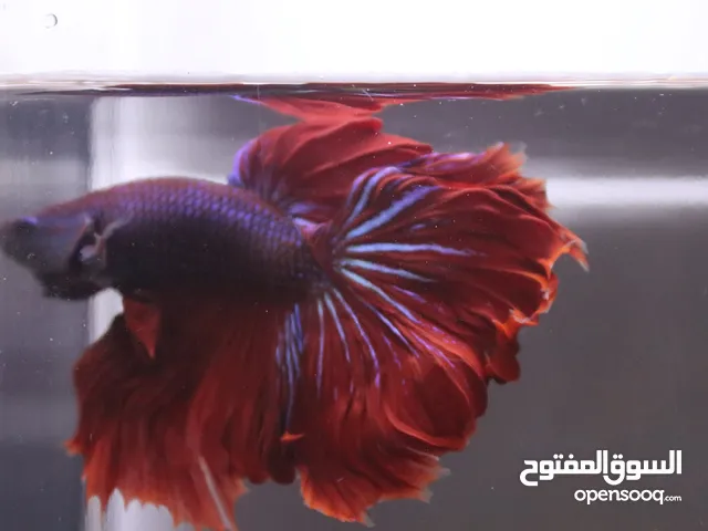 High quality betta