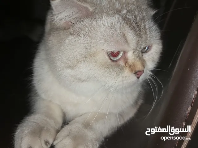 Scottish fold cat