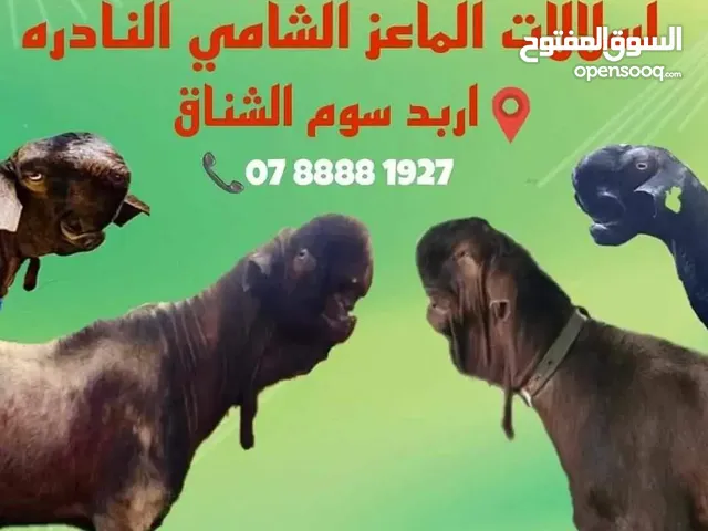 ماعز شامي وافحل ومواليد باسعار شعبيه تناسب الجميع
