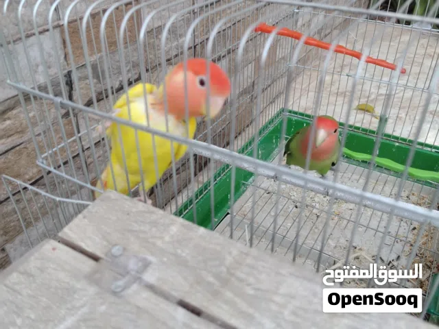 جوز طيور روز  الوان حلوه مع قفص حجم كبير للبيع او البدل بجوز كناري او حسون مغرد