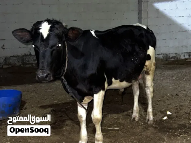 البيع عجل مستقبل