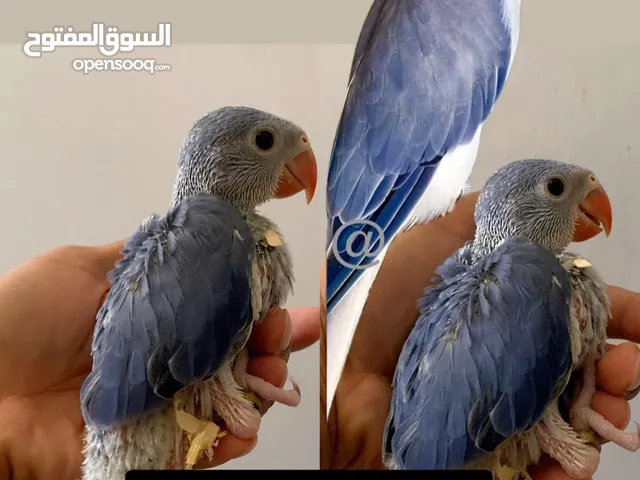 متو كلير هد اوبلاين كلير تيل فايلوت