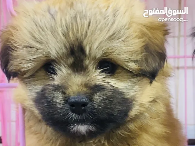 Sale & buy all pets