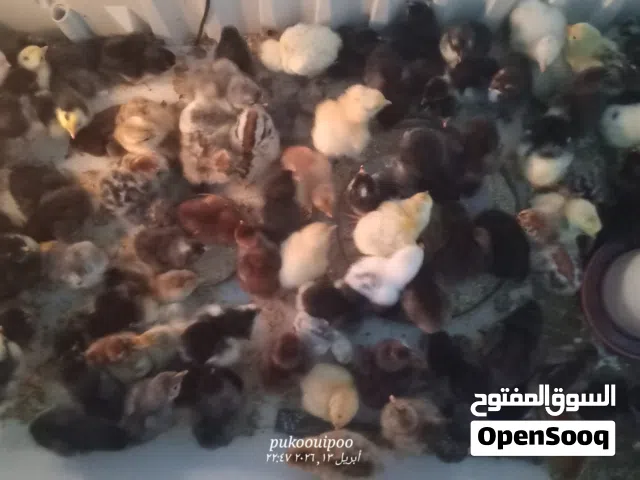 كتكوت هجين برهما 3 ونص