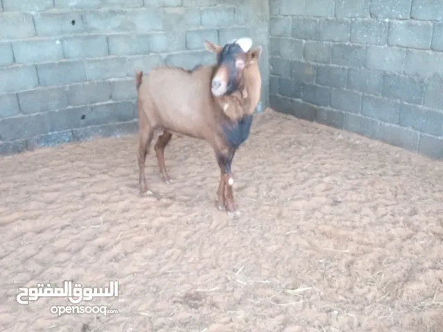 جدي لبين سلالت حليب مشاءالله