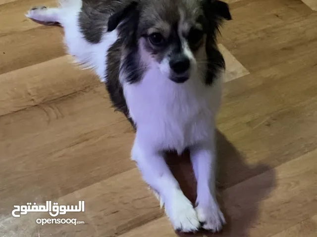 Half Maltese half Japanese spitz