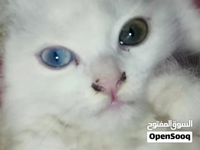 بزونه شيرازي