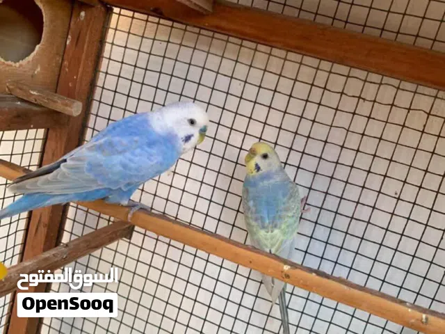كوبيا رينبو ربي يبارك ..المكان ورشفانه طريق الساحلي..