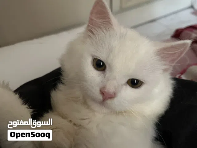 قط شيرازي ابيض