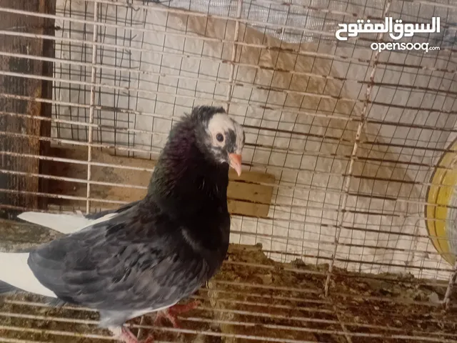 14 طرف فيهم زوز كوبيات