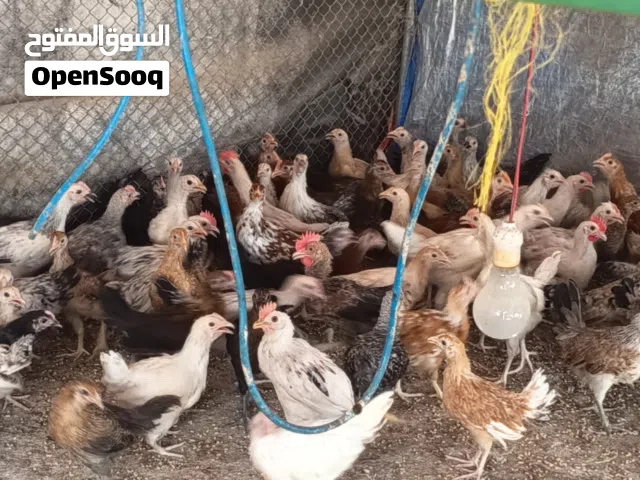 دجاج عماني للبيع