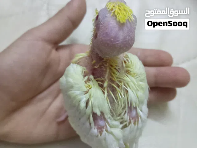 فرخ كوكتيل لاتينو للبيع