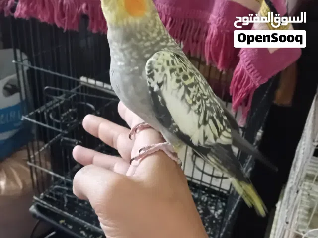 فروخ كروان للبيع