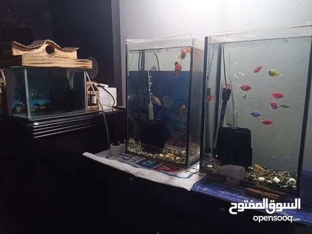 اسماك زينه كامله بالاحواض والمستلزمات
