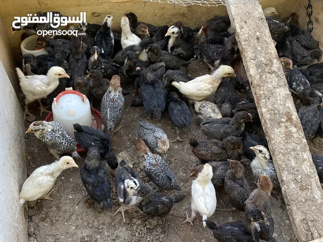 صيصان بلدي