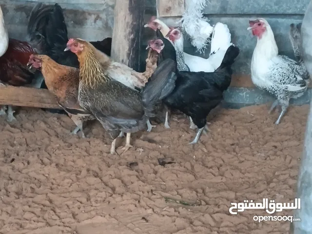 دجاج عربى.....