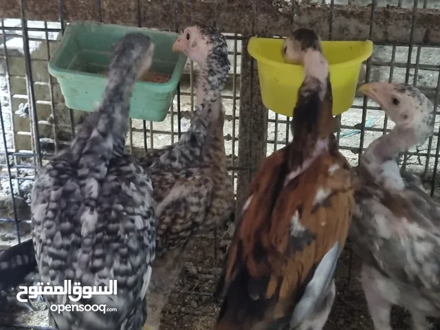 King shaymu chicks 2 month old