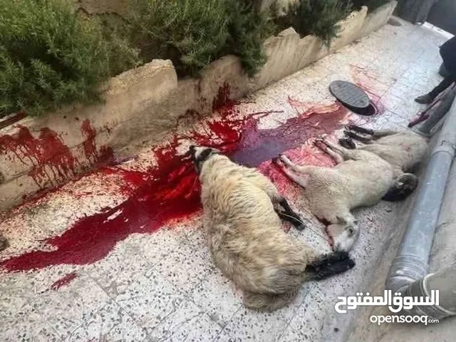 لحام لجميع انواع الاضاحي