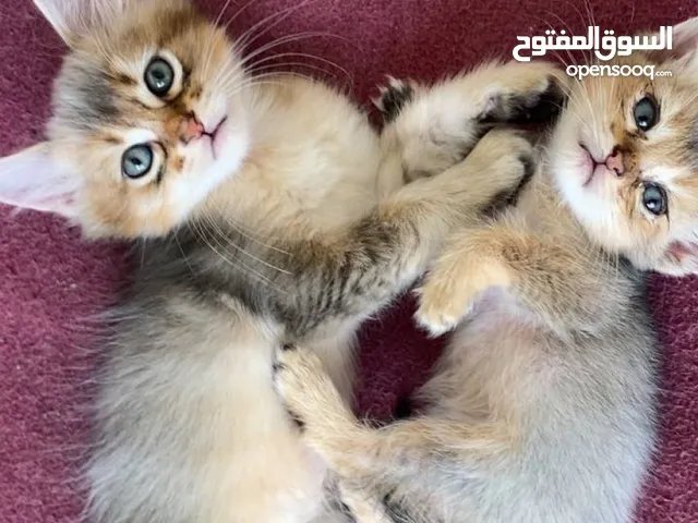 بريتش شورت هير جولدن